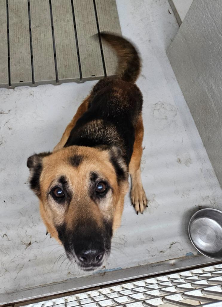 Enlarge Grove 1(Milagro)(Shiloh), a Adoptable mixed breed in Mocksville, NC image 1/1