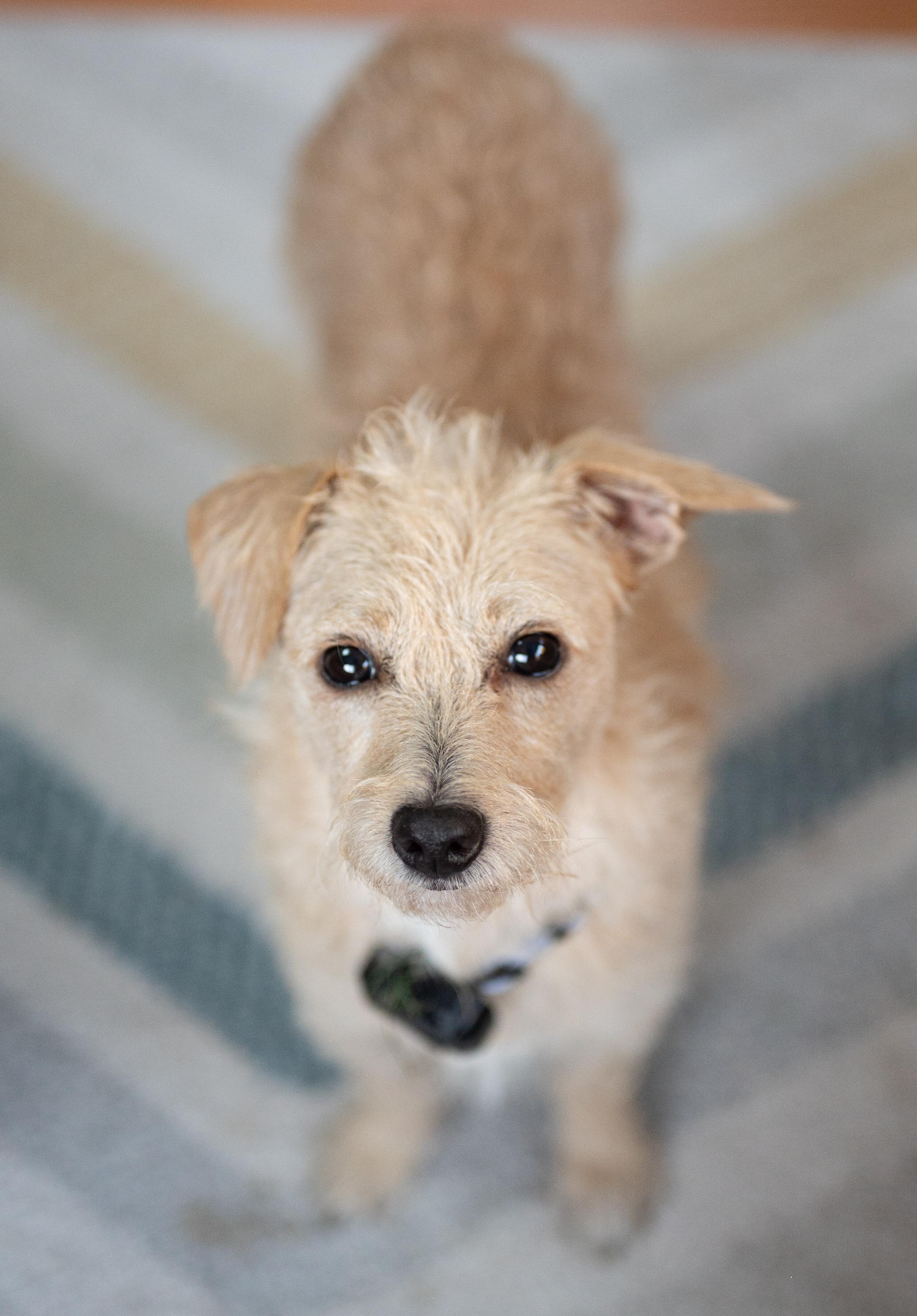 Enlarge Blondie, a Adopted mixed breed in Hopkinton, MA image 2/6