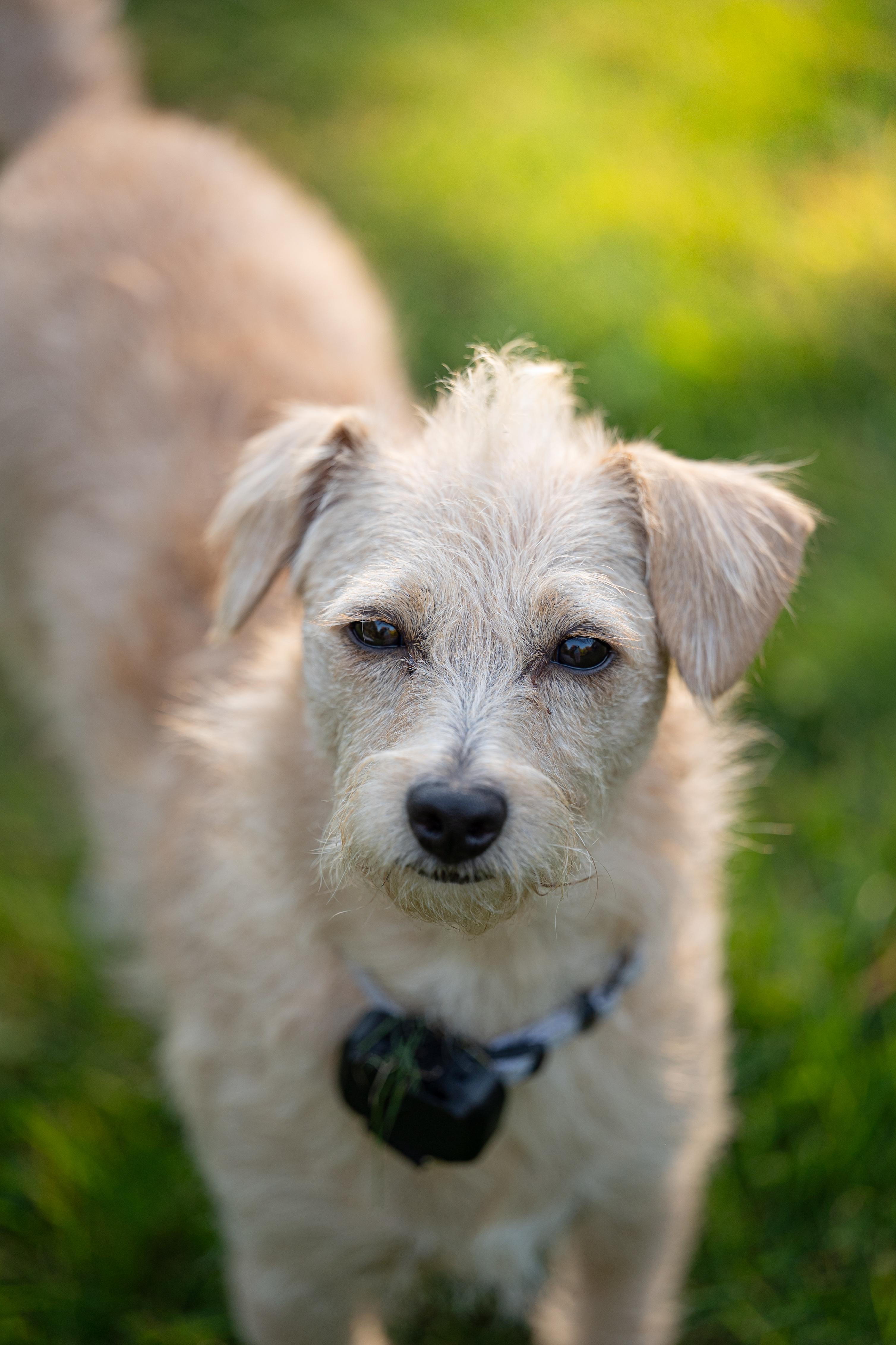 Enlarge Blondie, a Adopted mixed breed in Hopkinton, MA image 5/6