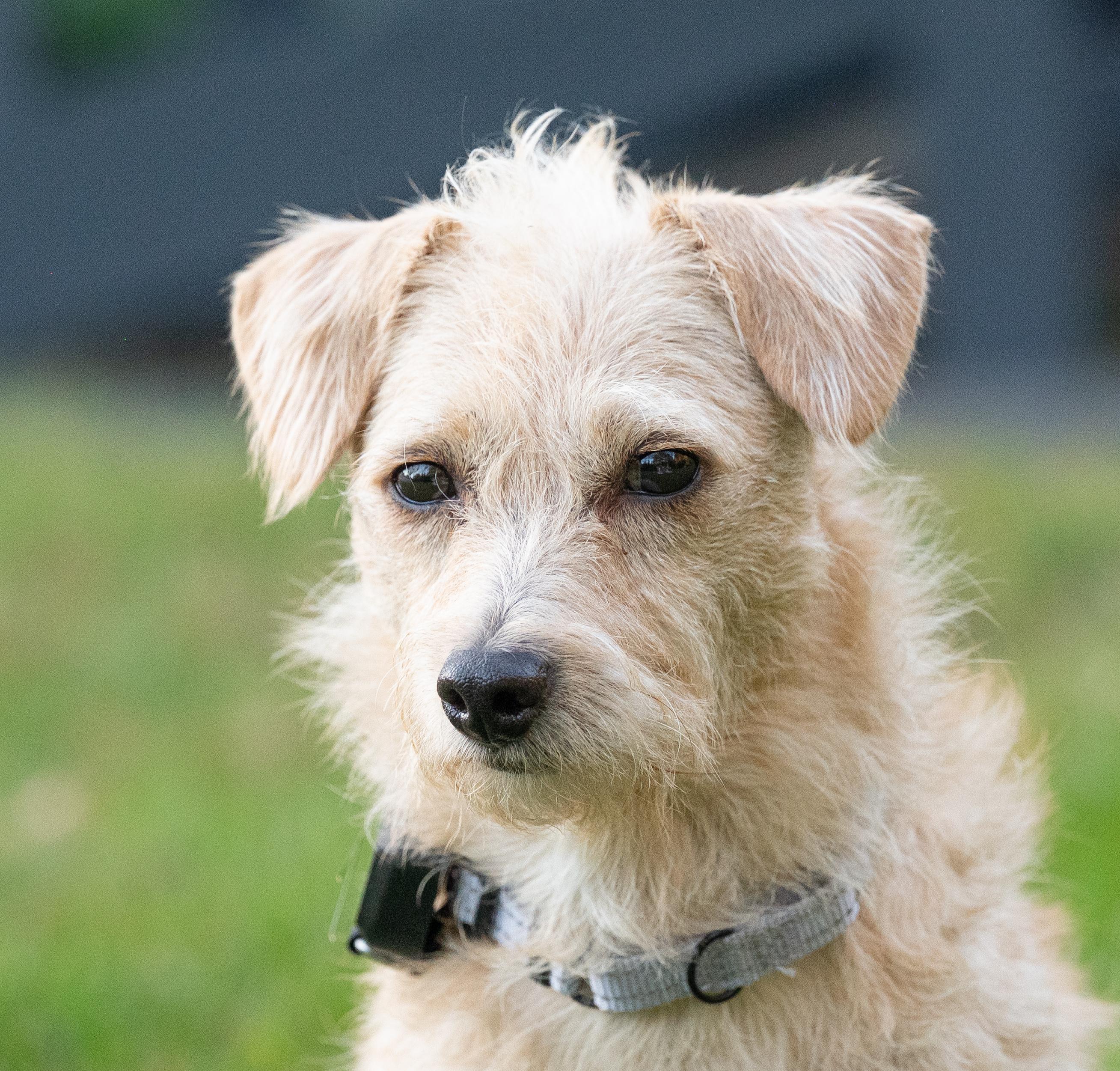 Blondie, Adopted, Adult Female Mixed Breed.