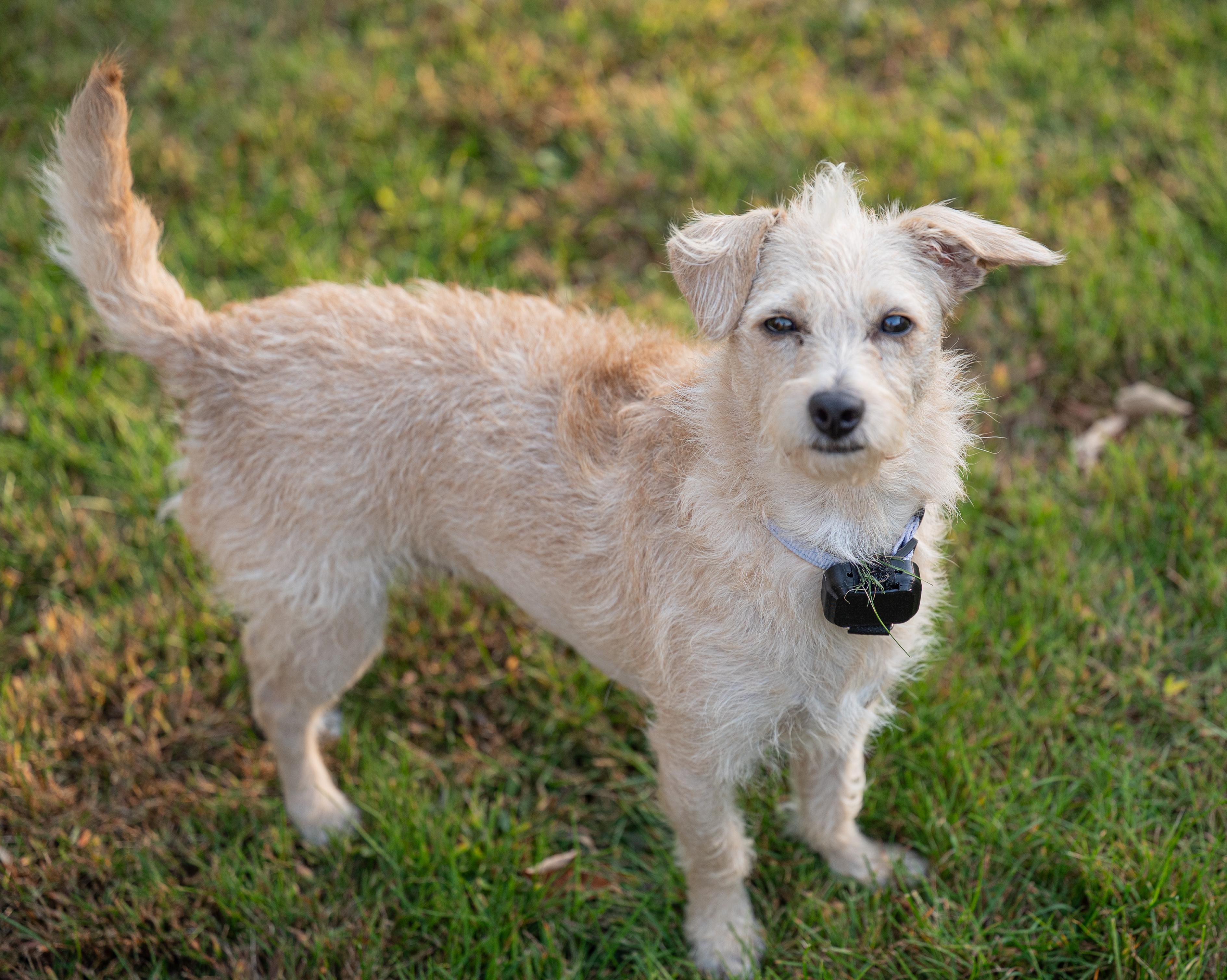 Enlarge Blondie, a Adopted mixed breed in Hopkinton, MA image 3/6