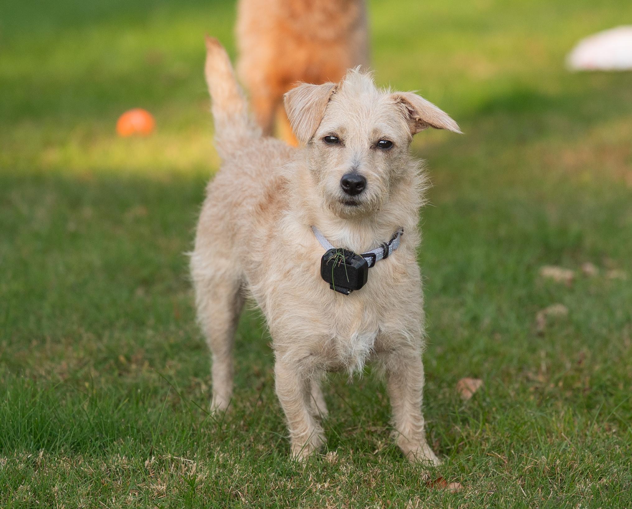 Enlarge Blondie, a Adopted mixed breed in Hopkinton, MA image 6/6