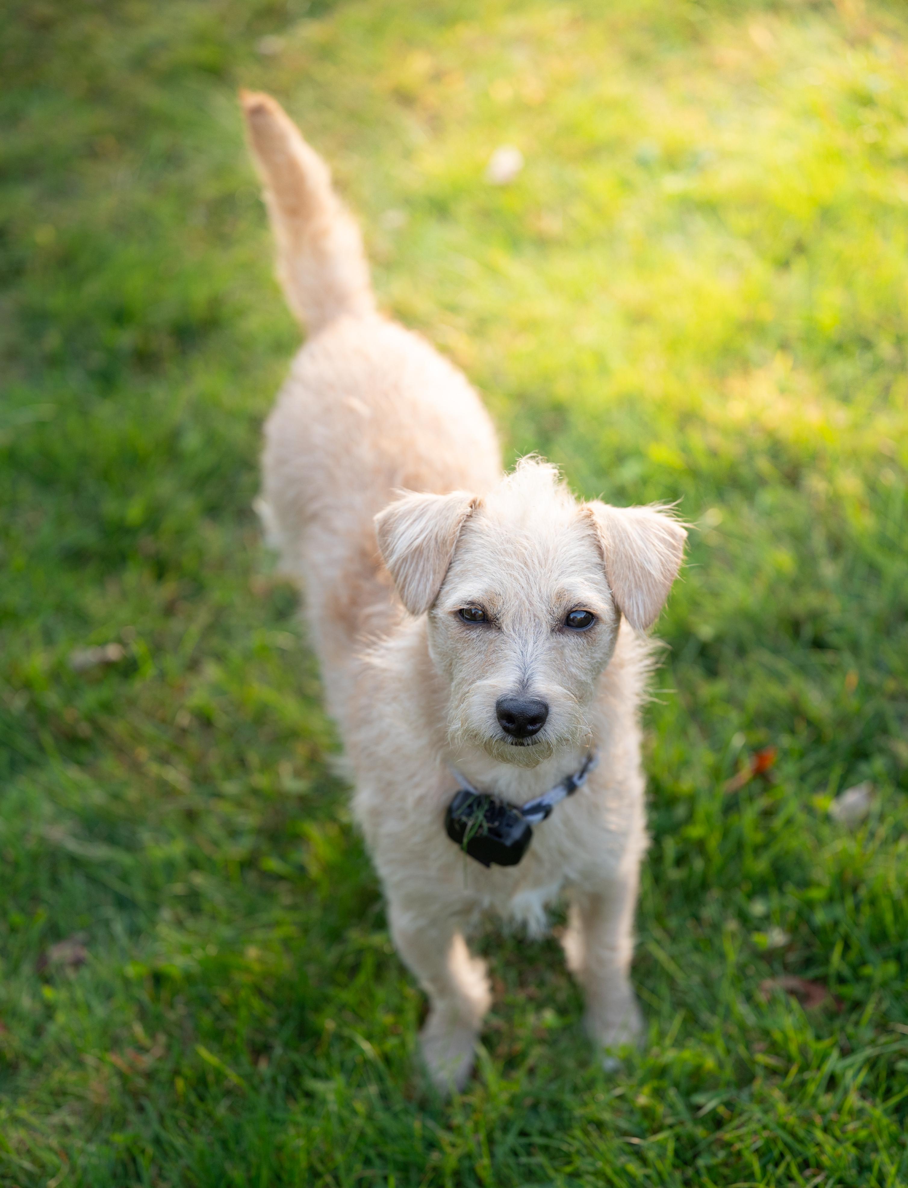 Enlarge Blondie, a Adopted mixed breed in Hopkinton, MA image 4/6