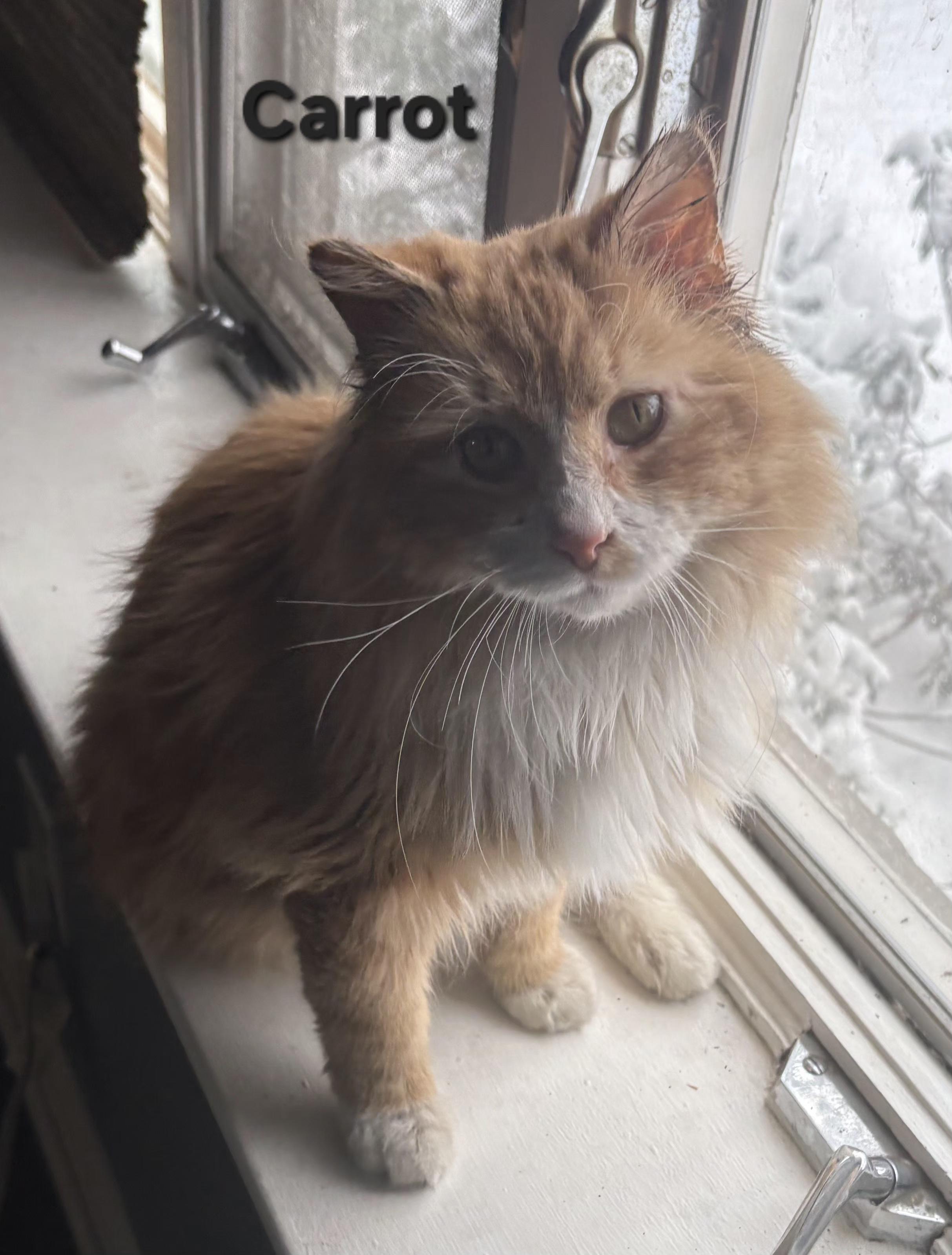 Enlarge Carrot, a ADOPTABLE Domestic Long Hair in Temple, PA image 2/2