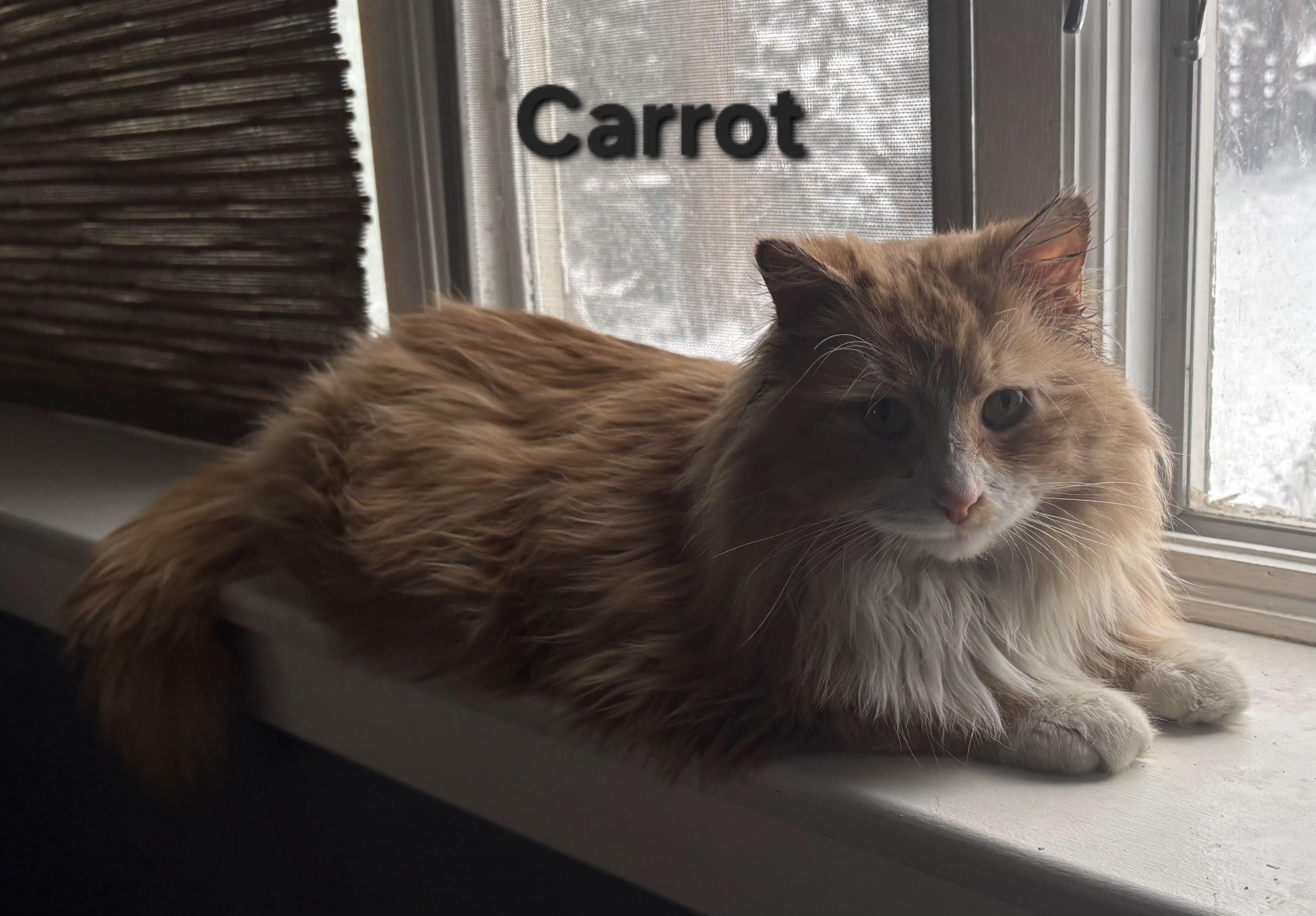 Carrot, ADOPTABLE, Adult Male Domestic Long Hair.
