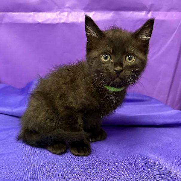 Enlarge Daxton, a Adoptable Domestic Medium Hair in North Myrtle Beach, SC image 1/1
