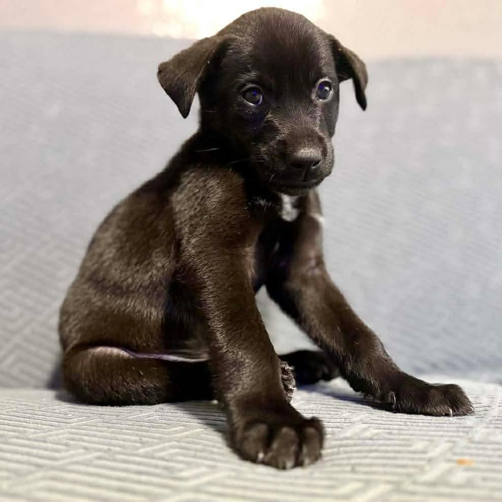 Gnome, a Adoptable Mixed Breed in Jackson, MO image 1/4