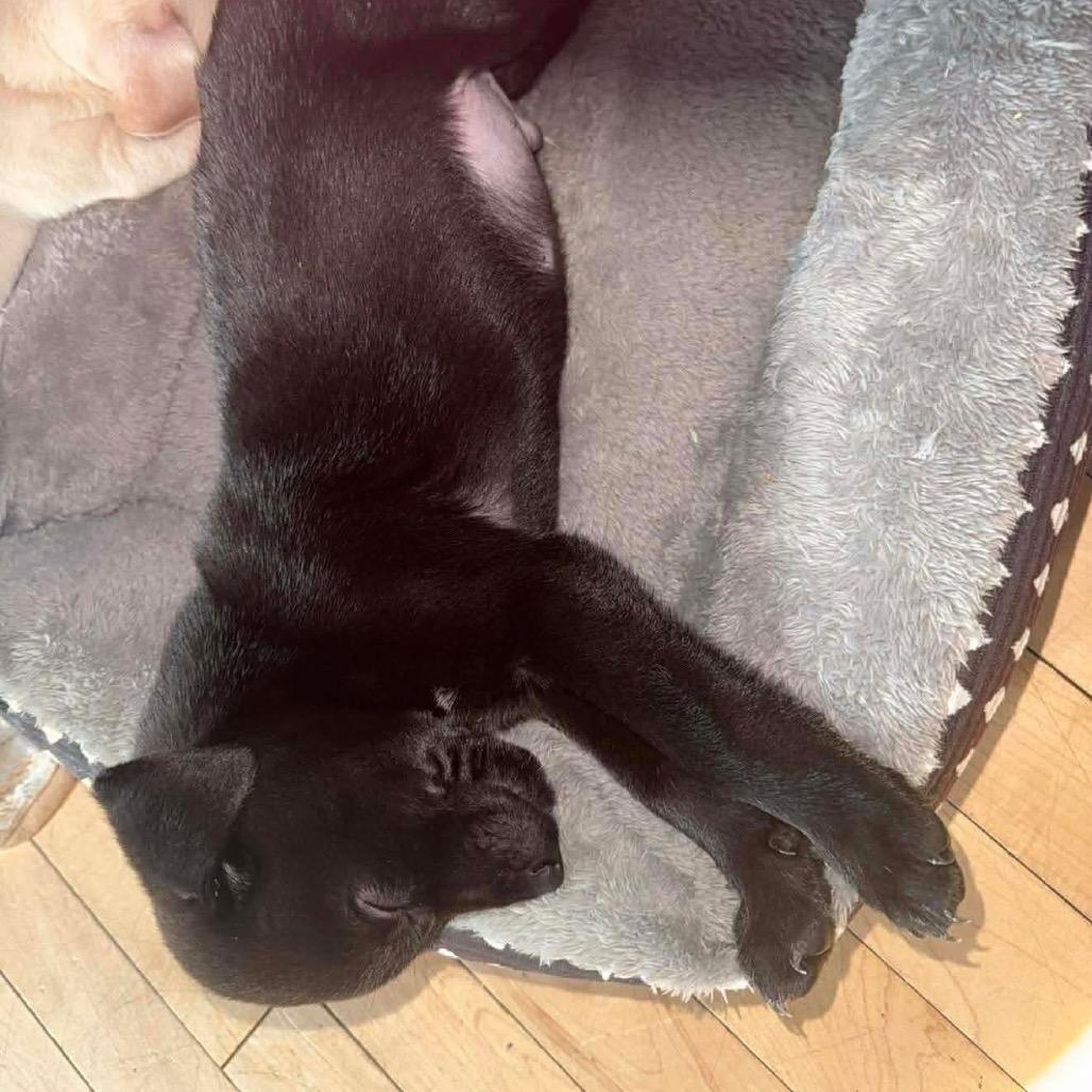 Gnome, a Adoptable Mixed Breed in Jackson, MO image 2/4