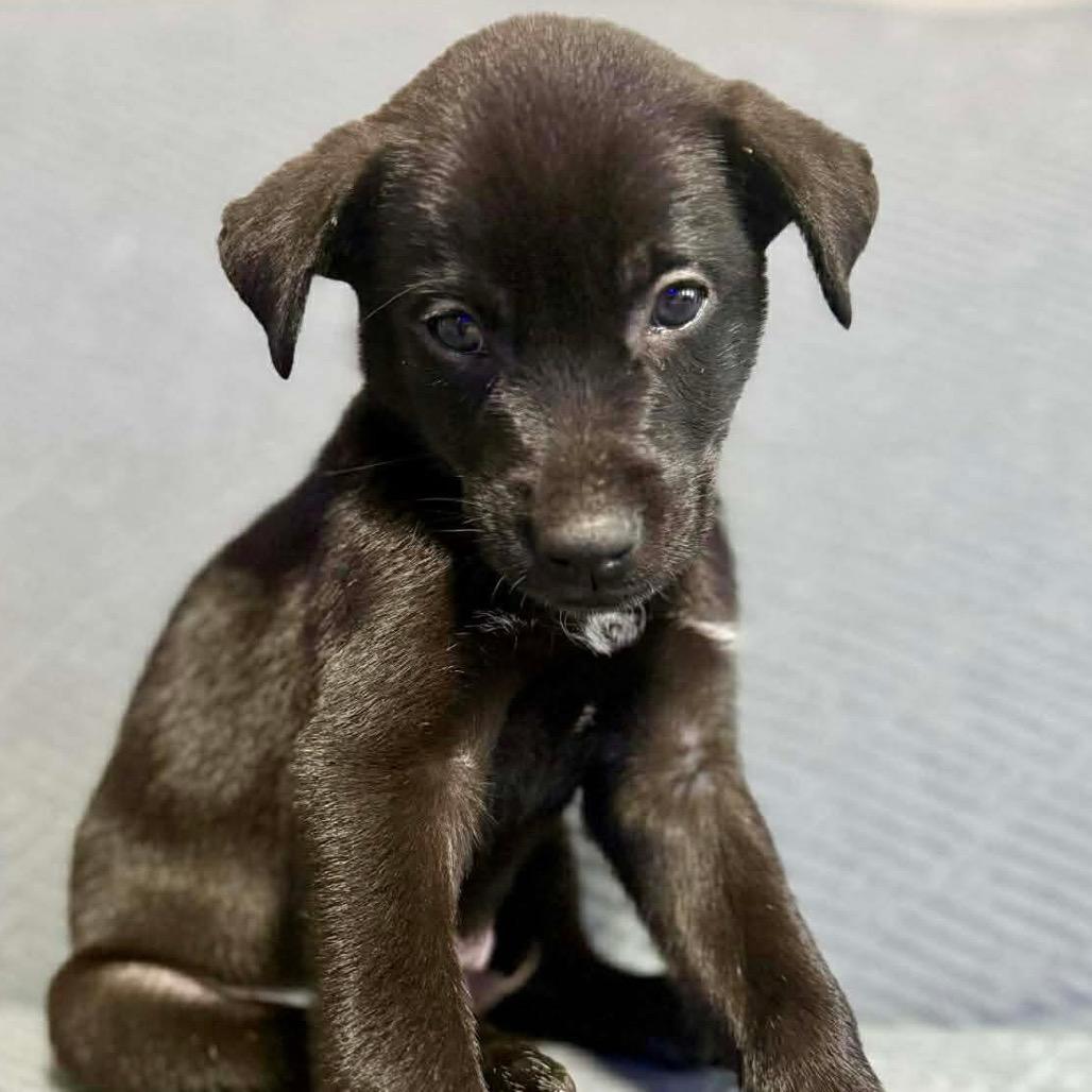Gnome, a Adoptable Mixed Breed in Jackson, MO image 3/4