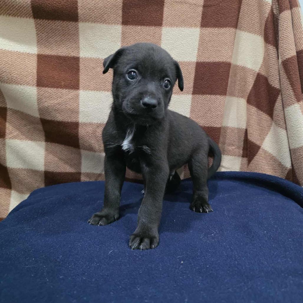 Gnome, a Adoptable Mixed Breed in Jackson, MO image 4/4