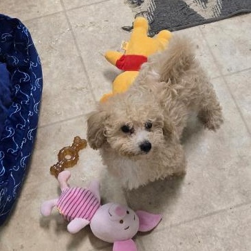 Enlarge Sunny, a ADOPTABLE Maltipoo in Richmond, VA image 2/2