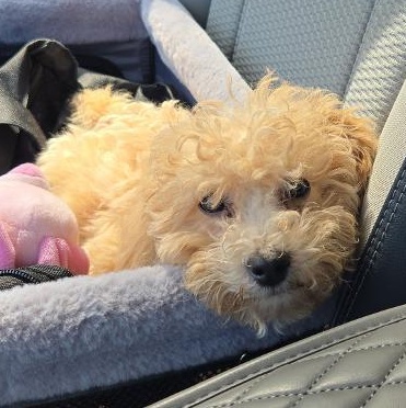 Sunny, ADOPTABLE, Young Male Maltipoo.