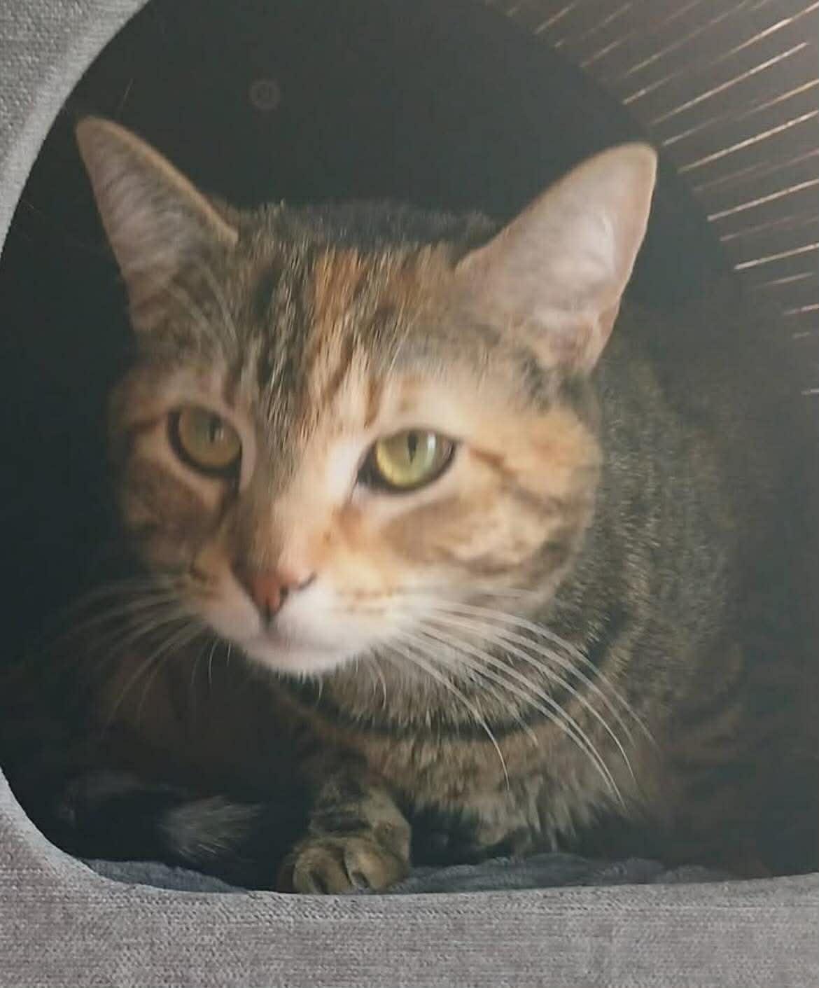 Brandy & Sassy , ADOPTABLE, Adult Female Domestic Short Hair.