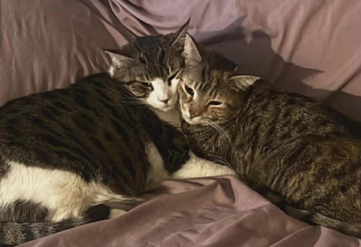 Enlarge Brandy & Sassy , a ADOPTABLE Domestic Short Hair in Woodmere, NY image 3/3