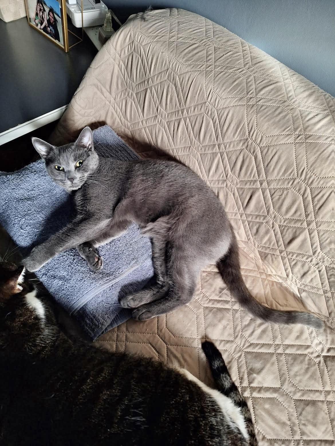 Enlarge Sonata, a Adoptable Domestic Short Hair in Brooklyn , NY image 3/4