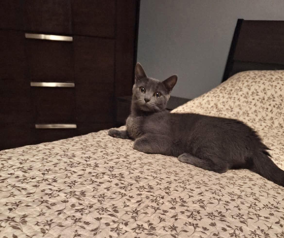 Enlarge Sonata, a Adoptable Domestic Short Hair in Brooklyn , NY image 1/4