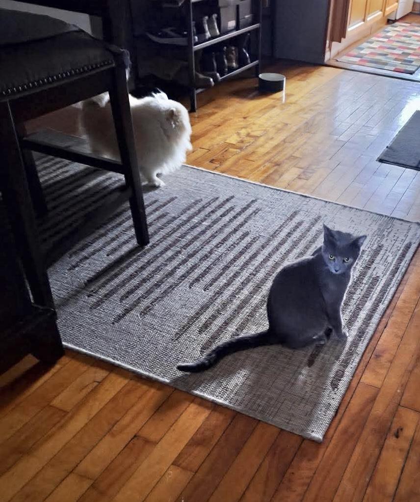 Enlarge Sonata, a Adoptable Domestic Short Hair in Brooklyn , NY image 4/4