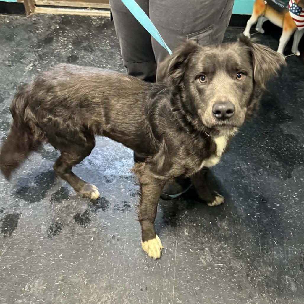 Rocky, a Adoptable Mixed Breed in Salem, WV image 1/2