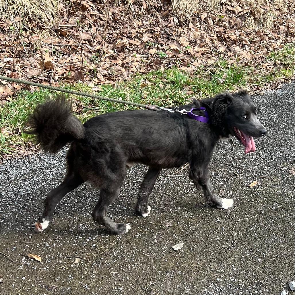 Rocky, a Adoptable Mixed Breed in Salem, WV image 2/2