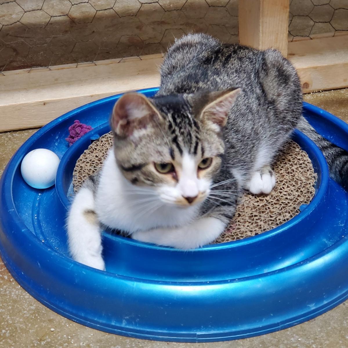 Buster, Baby Male Domestic Short Hair