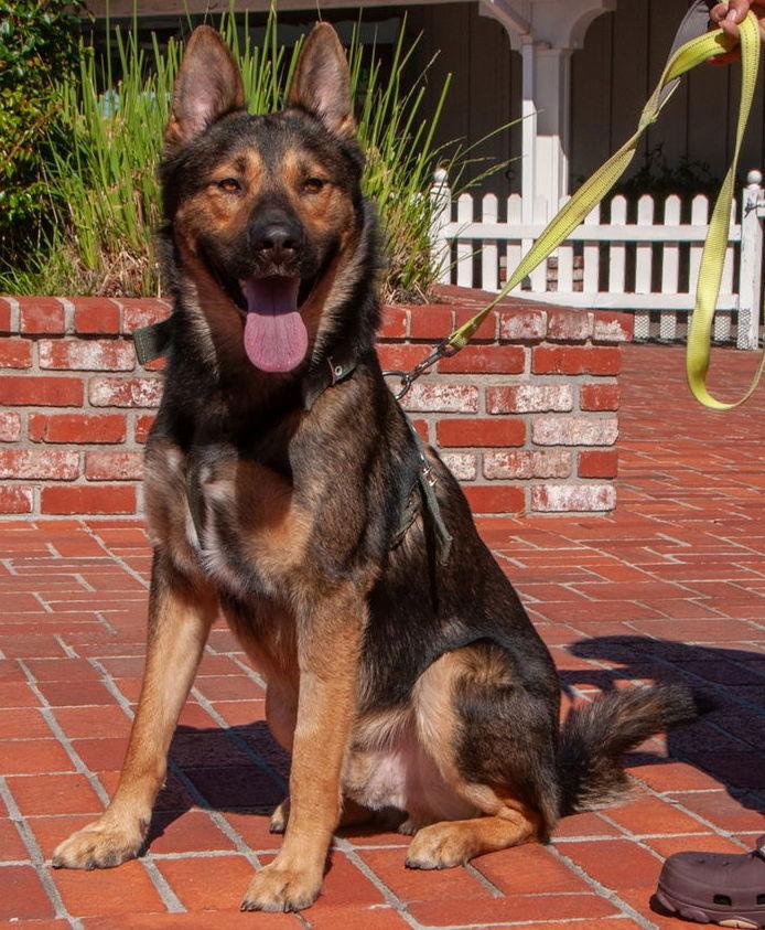 Sweetboy Baloo, Adopted, Adult Male German Shepherd Dog.