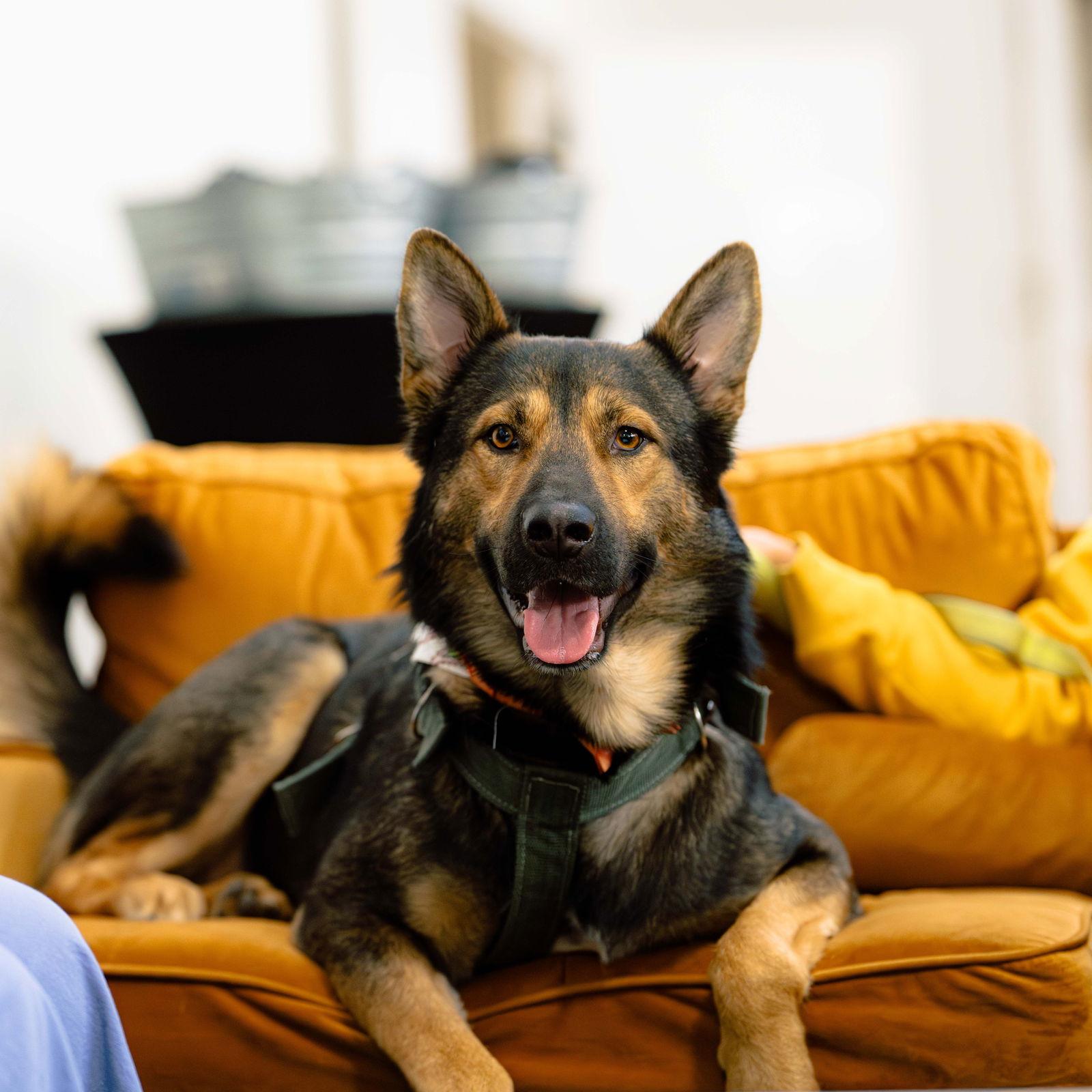 Enlarge Sweetboy Baloo, a Adopted German Shepherd Dog in San Jose, CA image 2/3