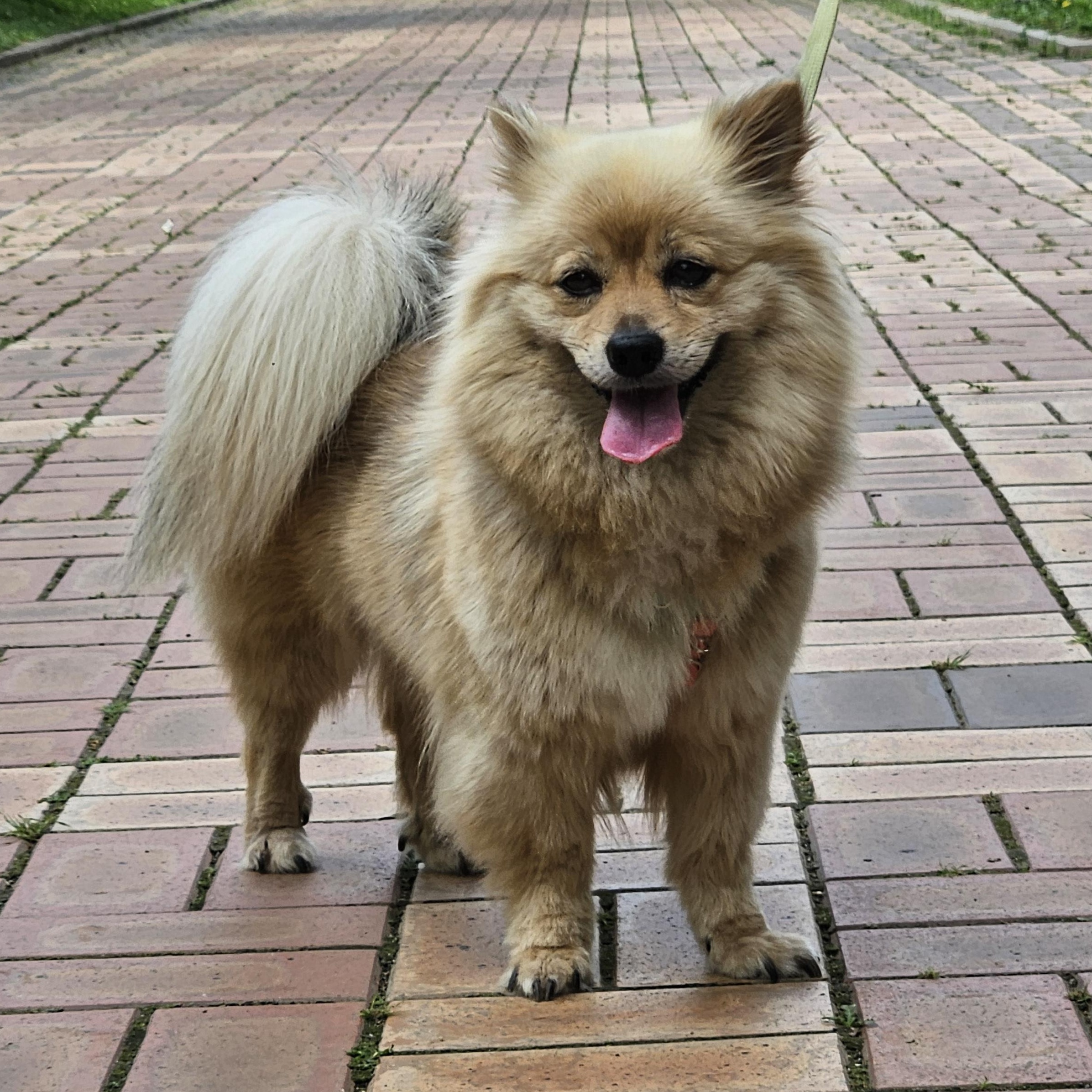 Poa