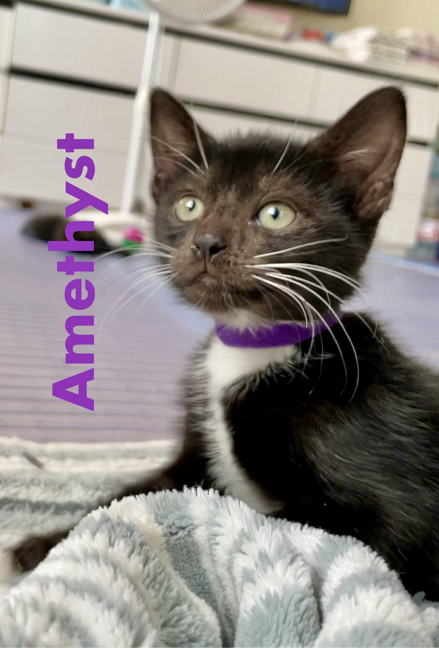 Amethyst, Adopted, Kitten Female Domestic Short Hair.