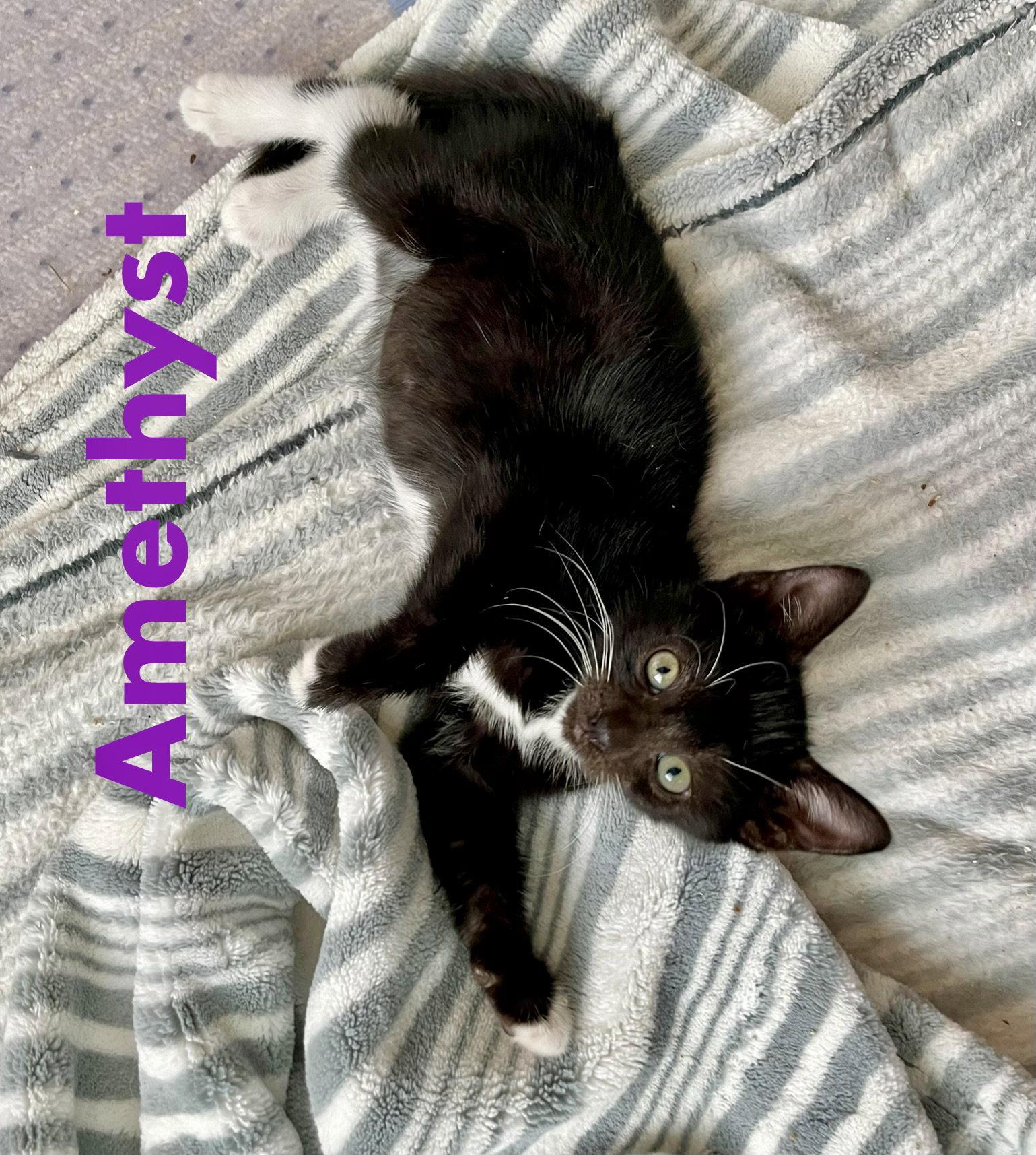 Amethyst, a Adopted Domestic Short Hair in Reston, VA image 2/3