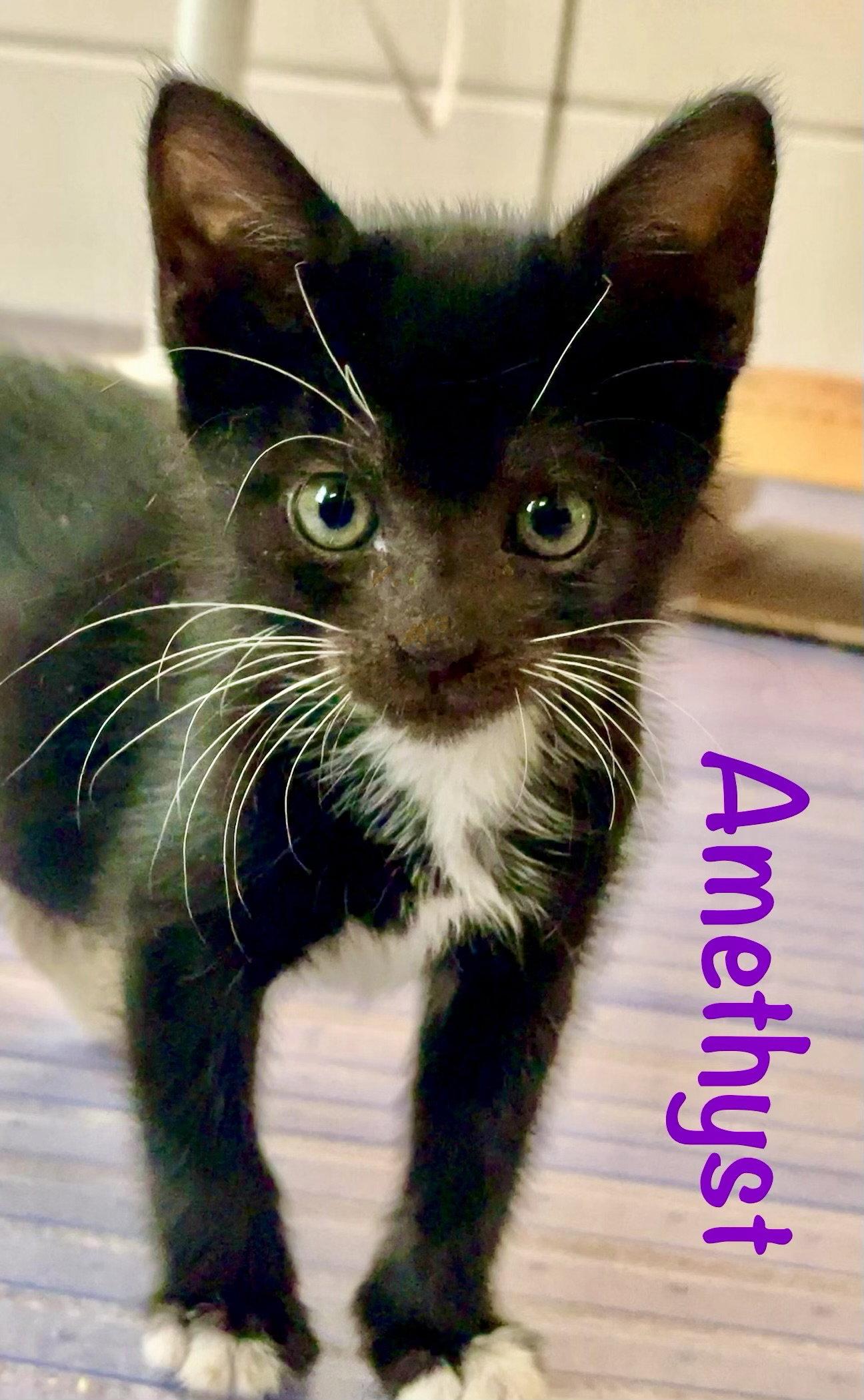 Amethyst, a Adopted Domestic Short Hair in Reston, VA image 3/3