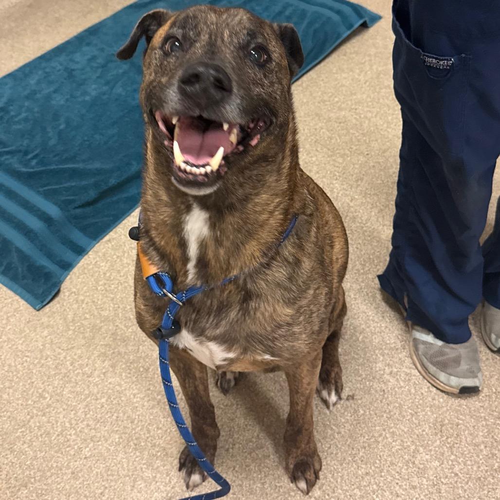 Rudy- Regal resident, adoption fees waived!, Adoptable, Senior Male Mixed Breed.