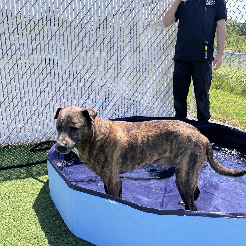Rudy- Regal resident, adoption fees waived!, a Adoptable Mixed Breed in Bristol, IN image 2/6