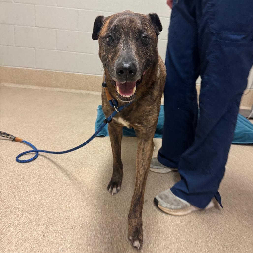 Rudy- Regal resident, adoption fees waived!, a Adoptable Mixed Breed in Bristol, IN image 3/6