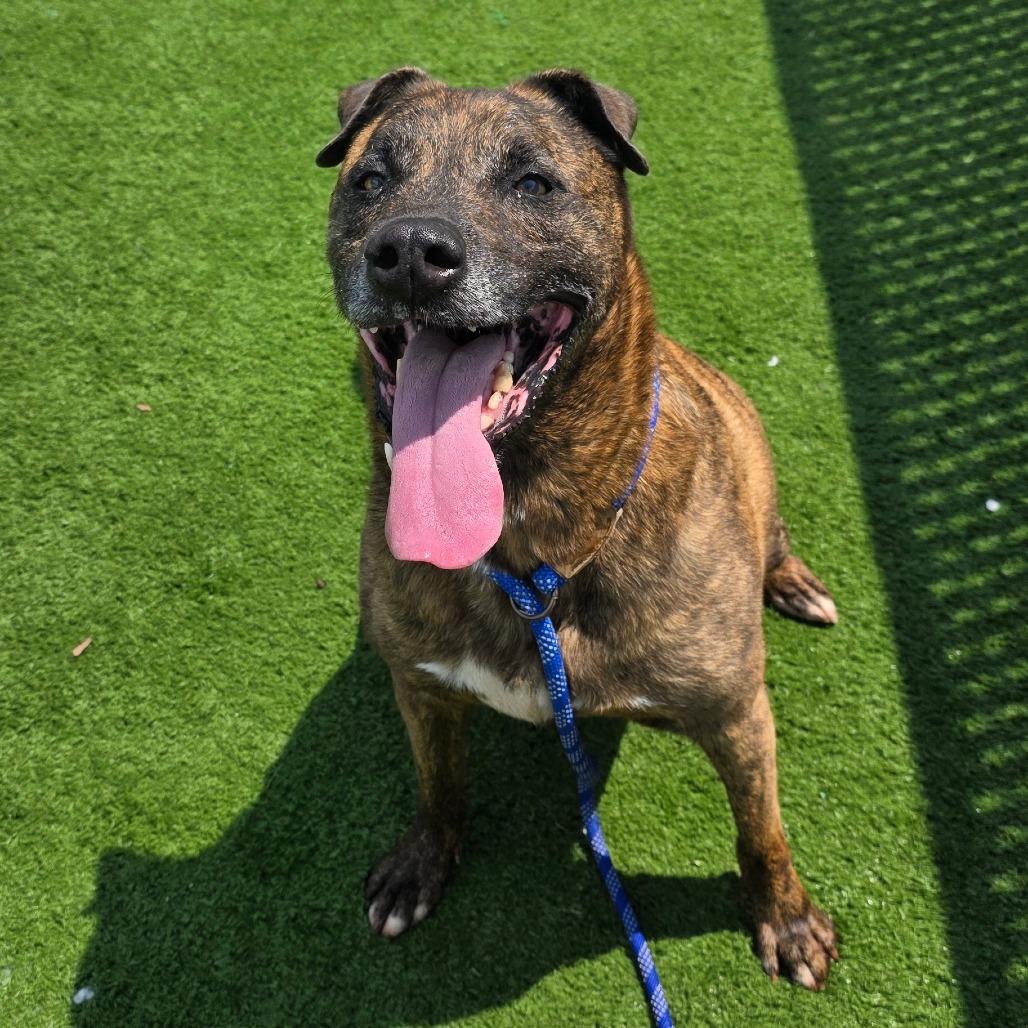 Rudy- Regal resident, adoption fees waived!, a Adoptable Mixed Breed in Bristol, IN image 4/6