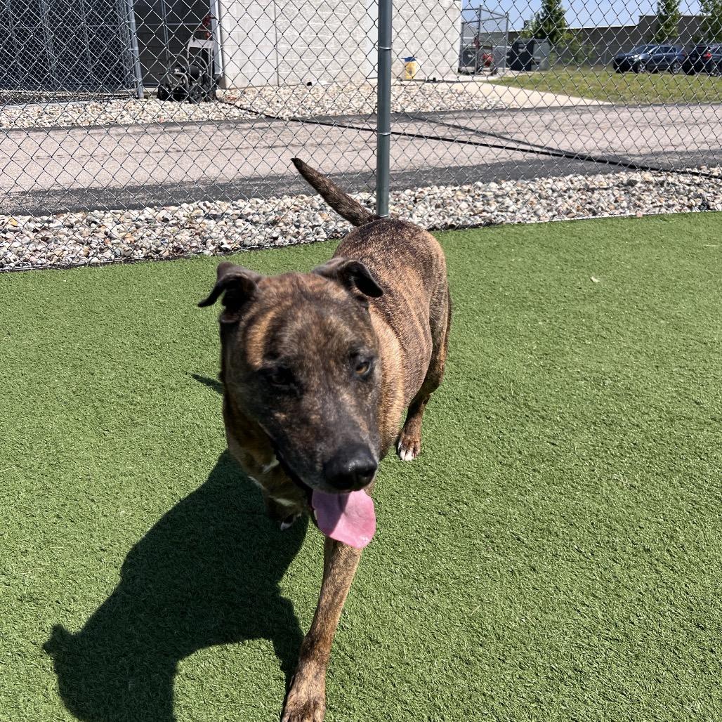 Rudy- Regal resident, adoption fees waived!, a Adoptable Mixed Breed in Bristol, IN image 5/6