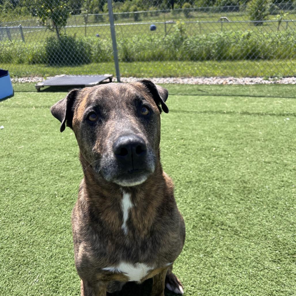 Rudy- Regal resident, adoption fees waived!, a Adoptable Mixed Breed in Bristol, IN image 6/6