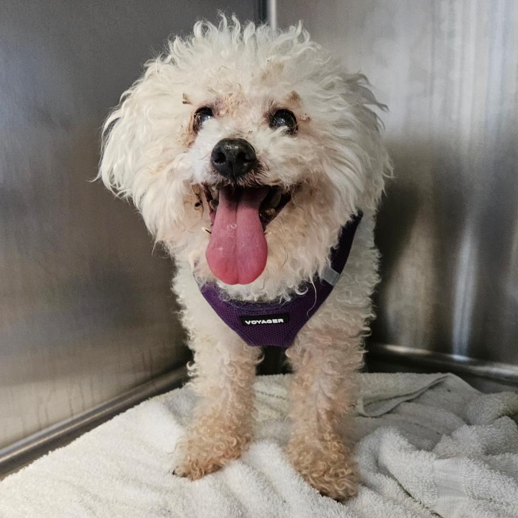 Isabella, Adopted, Senior Female Bichon Frise.