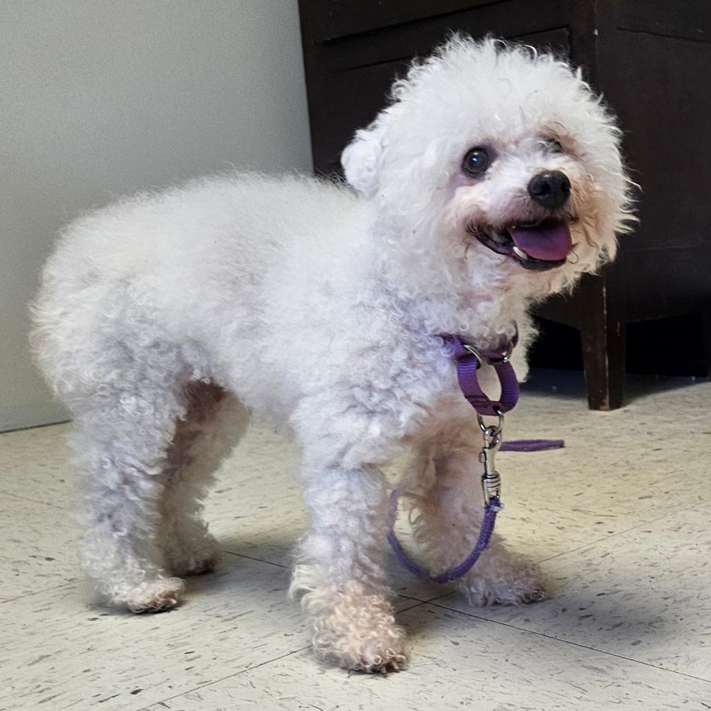 Enlarge Isabella, a Adopted Bichon Frise in Barron, WI image 2/2
