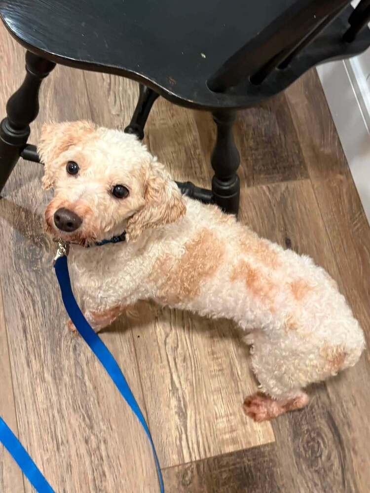 Goose, Adoptable, Adult Male Poodle.