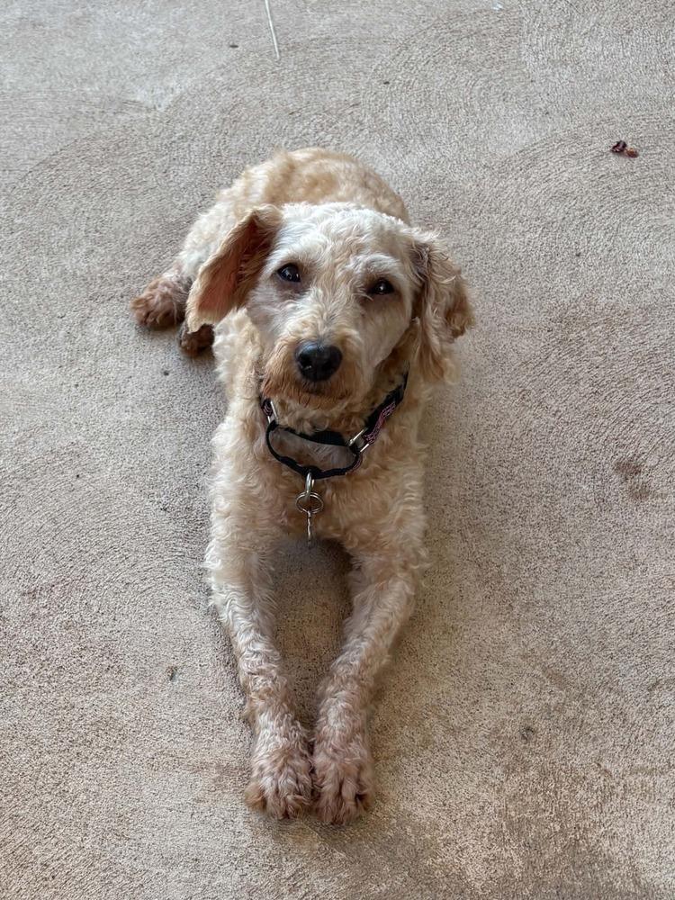 Enlarge Goose, a Adoptable Poodle in harrison city, PA image 2/2