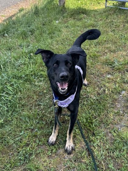 Beya, Adoptable, Adult Female Labrador Retriever & German Shepherd Dog.