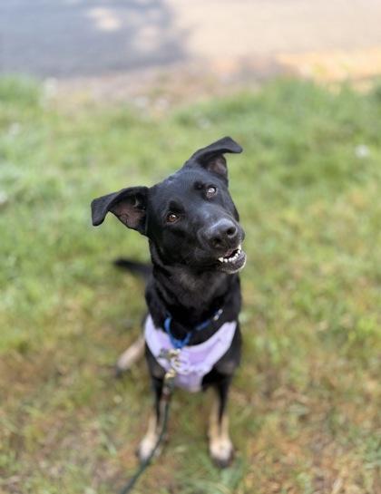Enlarge Beya, a Adoptable mixed breed in Burlington, WA image 2/3