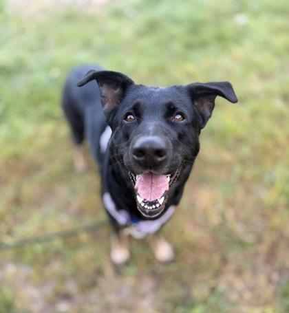 Enlarge Beya, a Adoptable mixed breed in Burlington, WA image 3/3