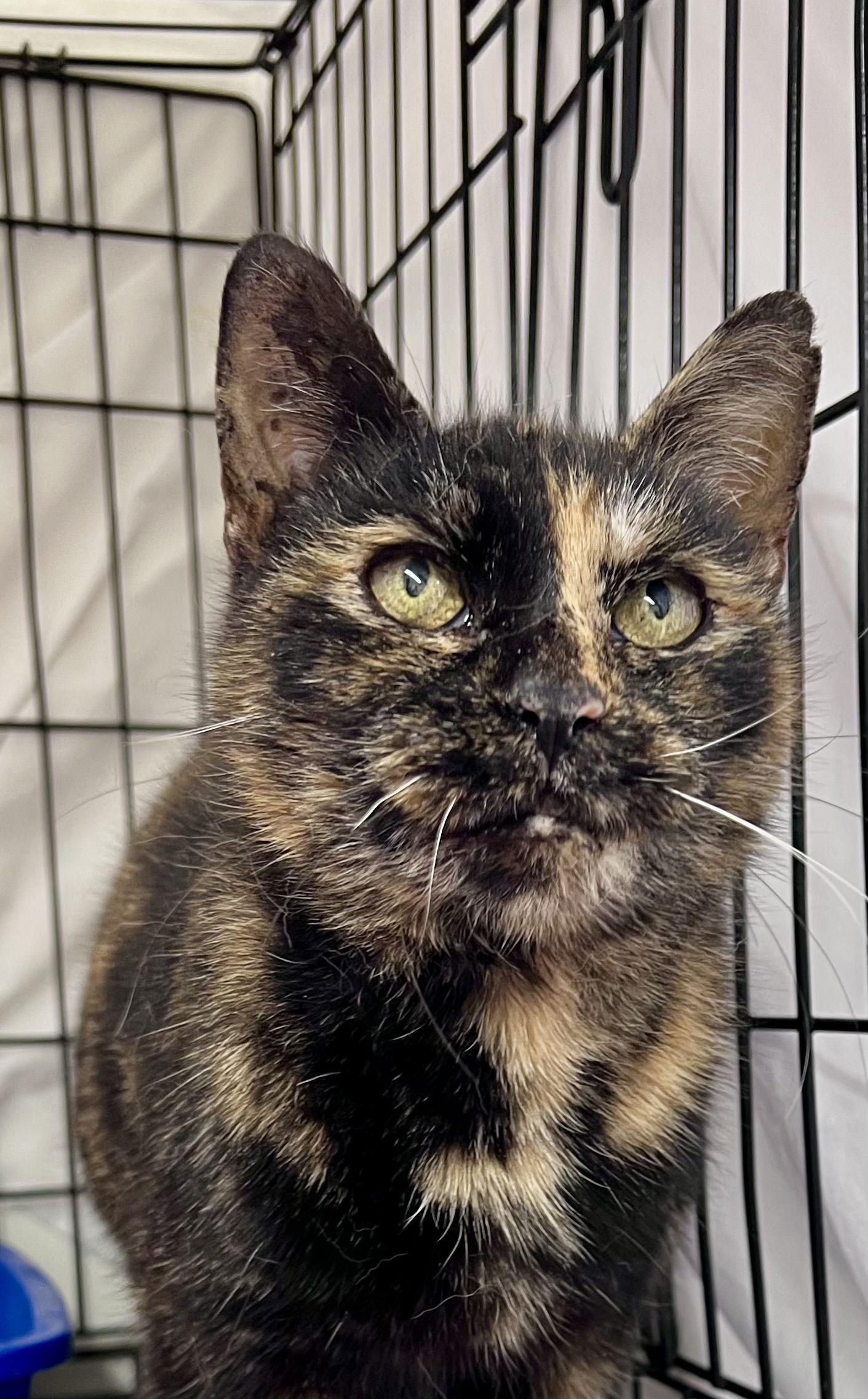 Meridawillow Grove thumbnail 2