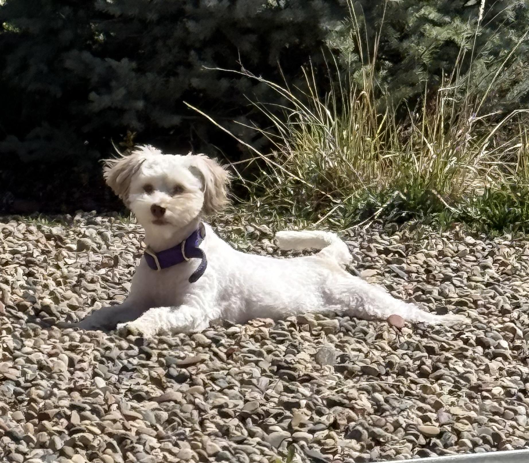 Arty, ADOPTABLE, Young Male Havanese.