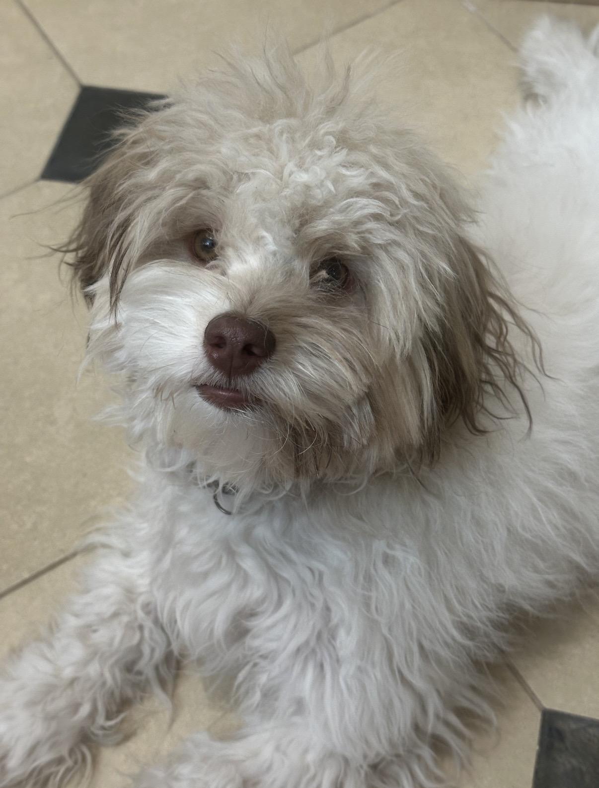 Enlarge Arty, a ADOPTABLE Havanese in Eagle, CO image 2/2