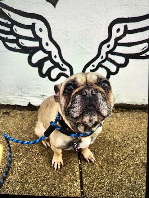 Enlarge Frankie, a ADOPTABLE French Bulldog in La Crosse, WI image 4/4