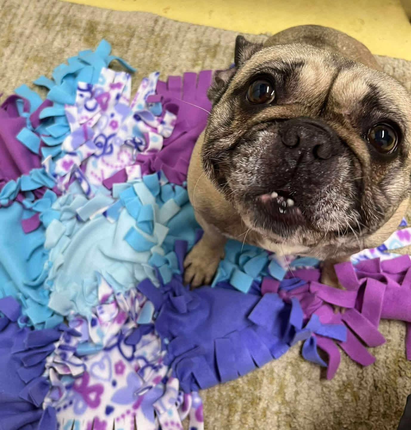 Enlarge Frankie, a ADOPTABLE French Bulldog in La Crosse, WI image 3/4