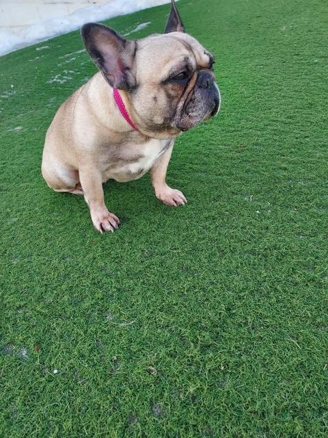 Frankie, ADOPTABLE, Senior Female French Bulldog.