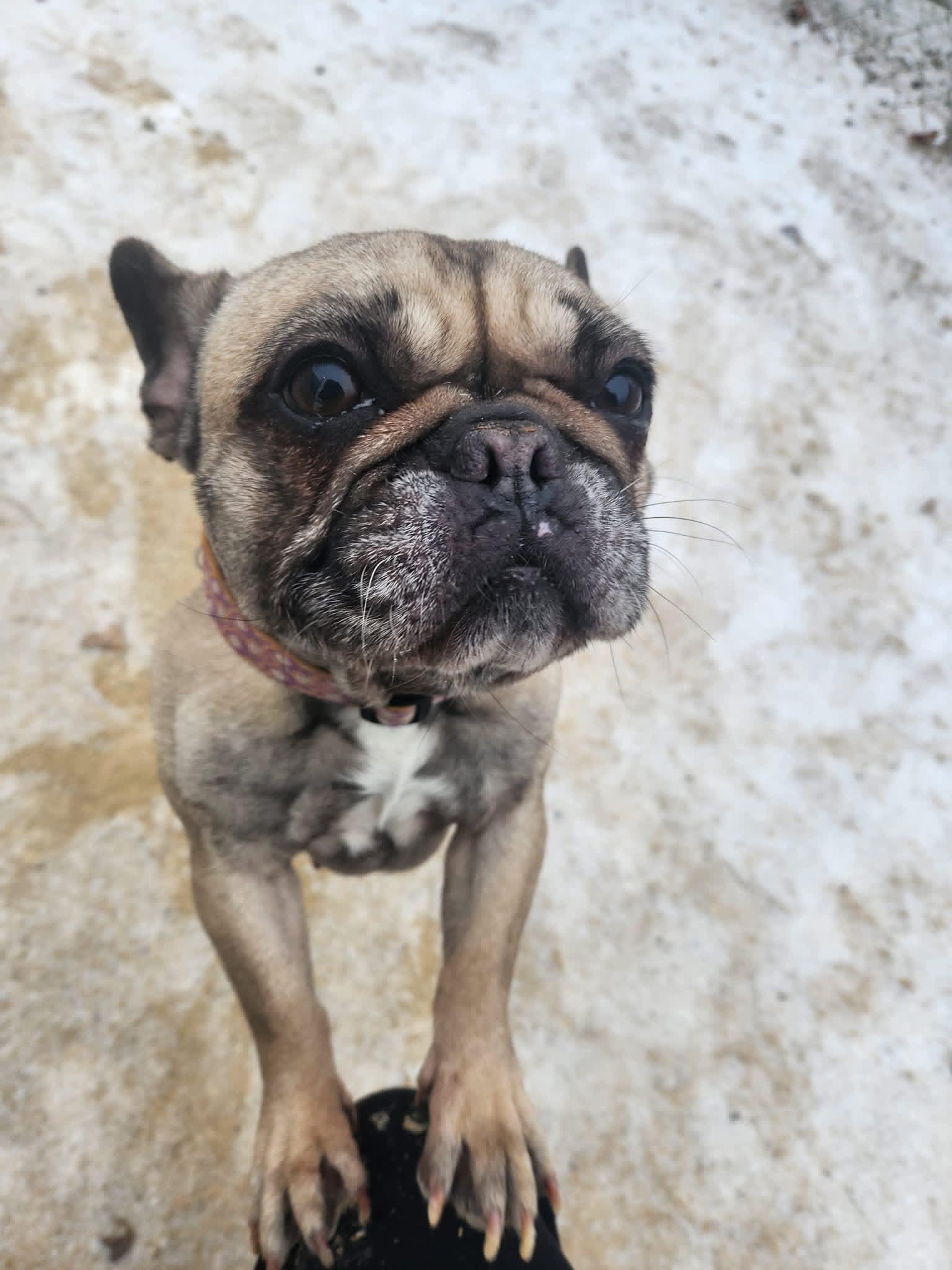 Enlarge Frankie, a ADOPTABLE French Bulldog in La Crosse, WI image 2/4